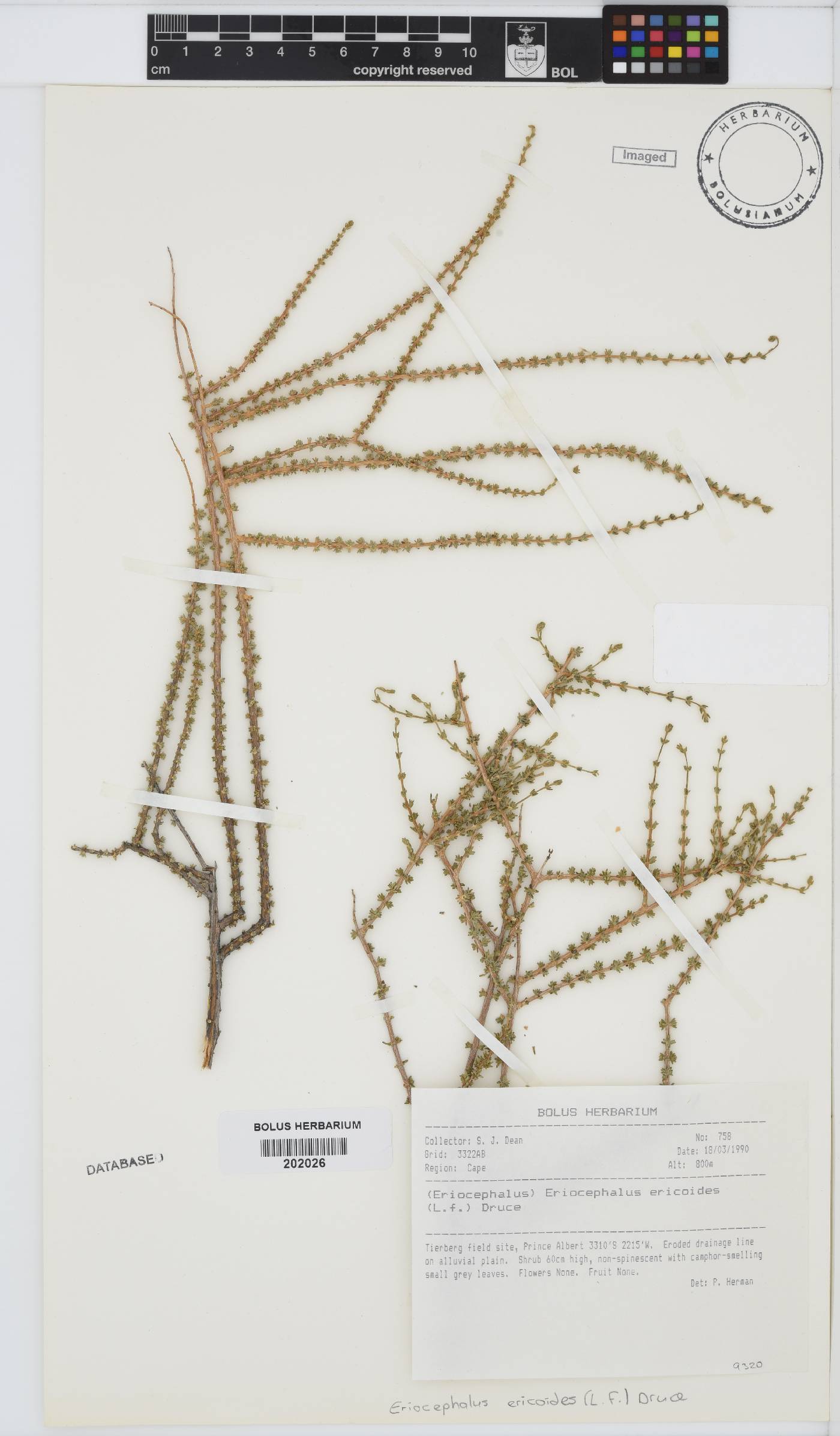 Eriocephalus ericoides image