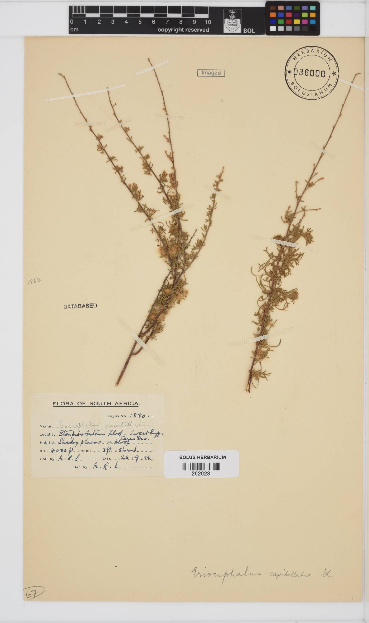 Eriocephalus capitellatus image