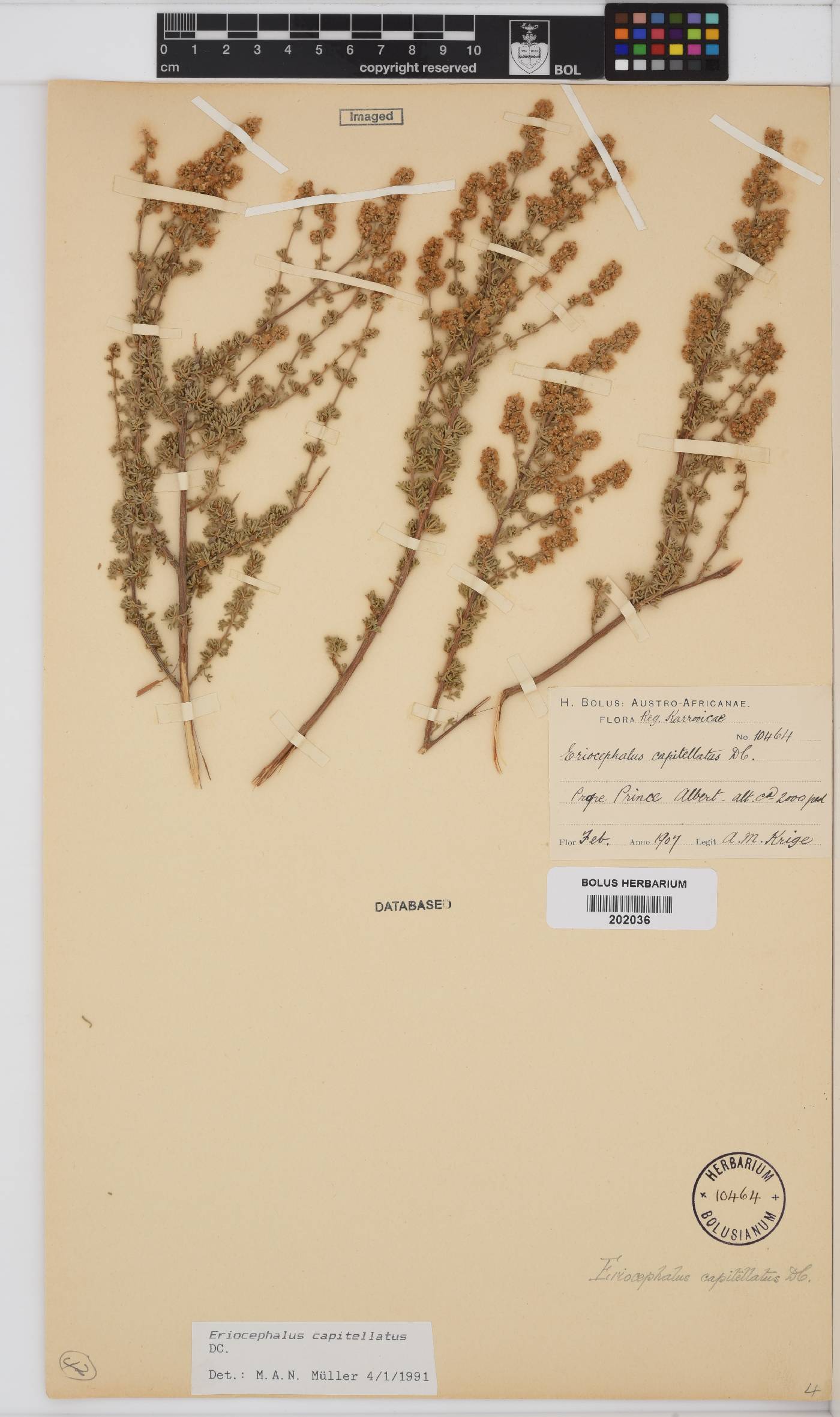 Eriocephalus capitellatus image