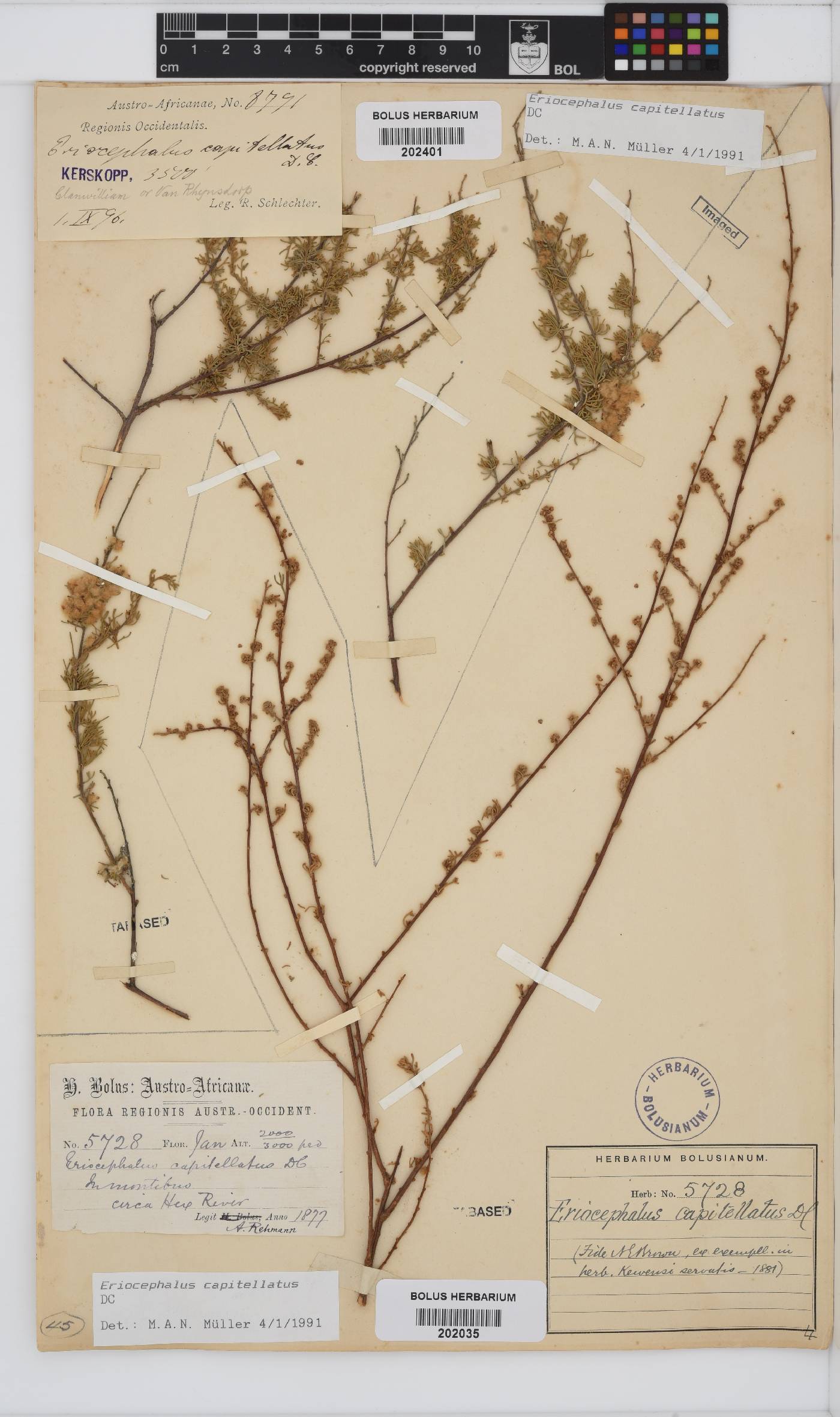 Eriocephalus capitellatus image