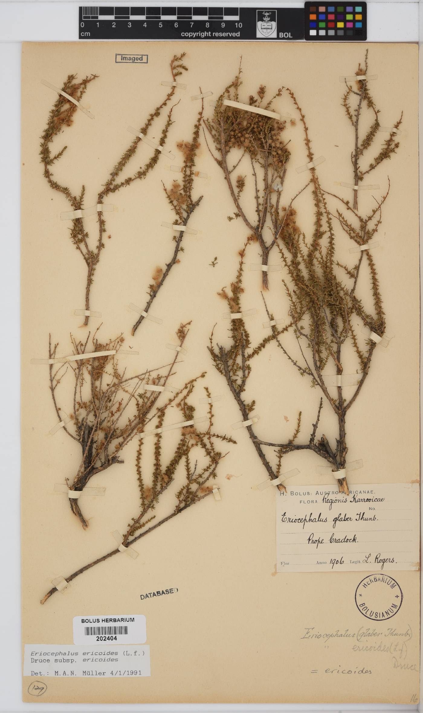 Eriocephalus ericoides subsp. ericoides image