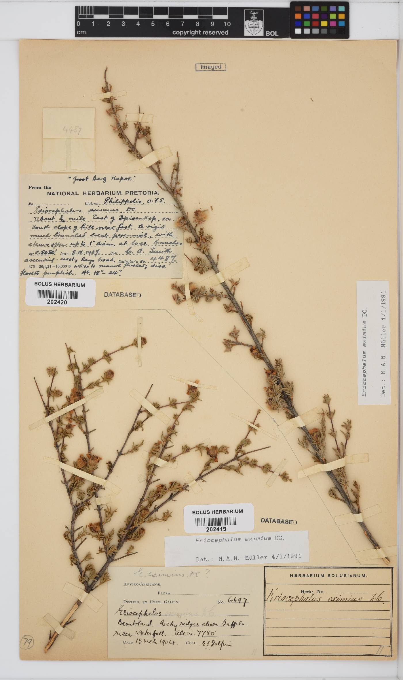 Eriocephalus eximius image
