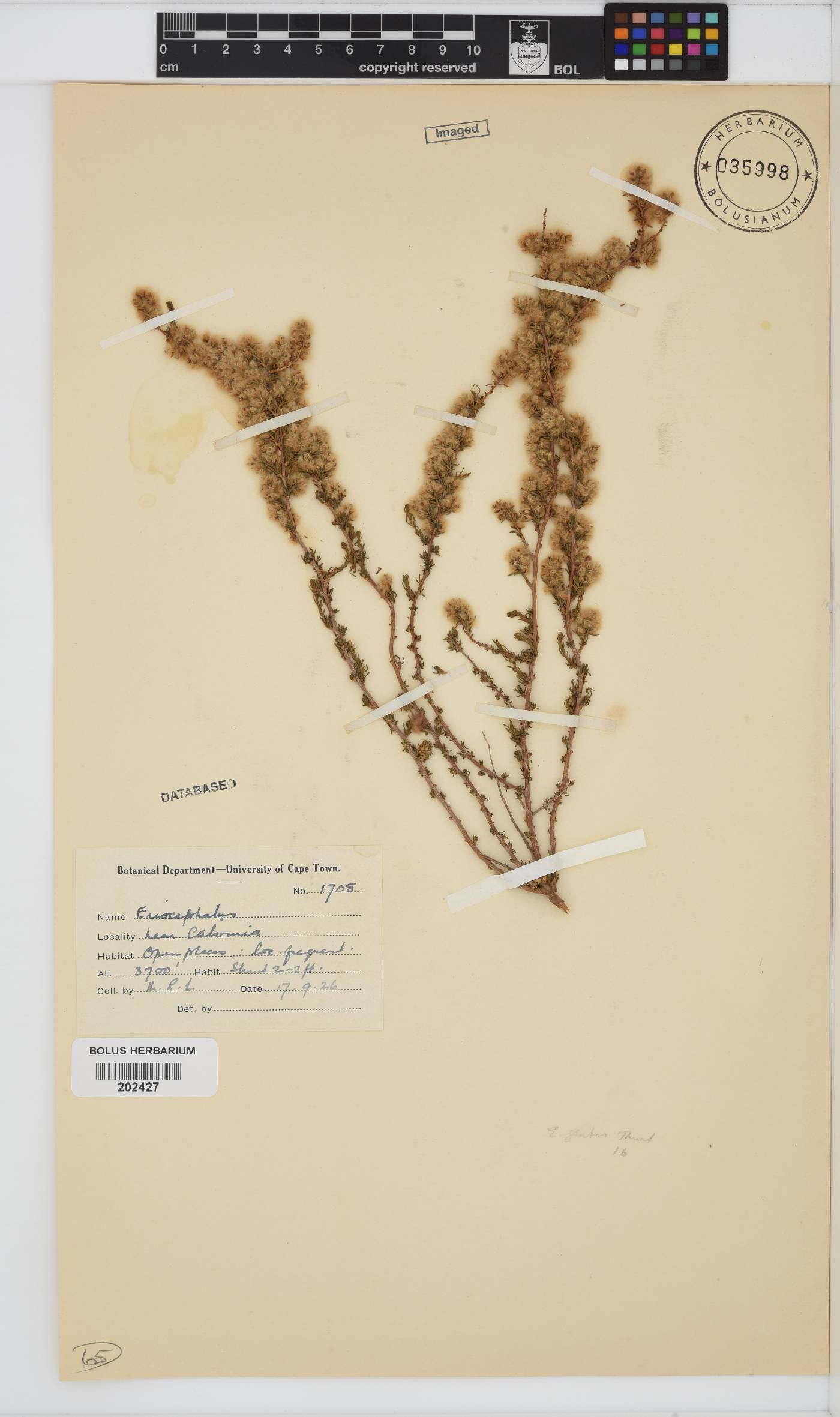 Eriocephalus ericoides subsp. ericoides image