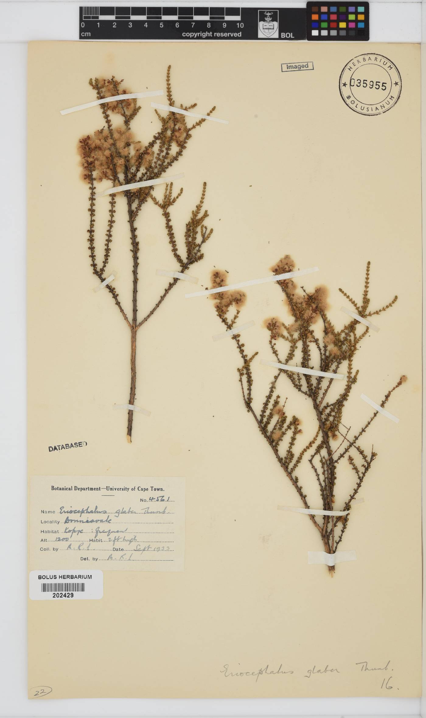 Eriocephalus ericoides subsp. ericoides image