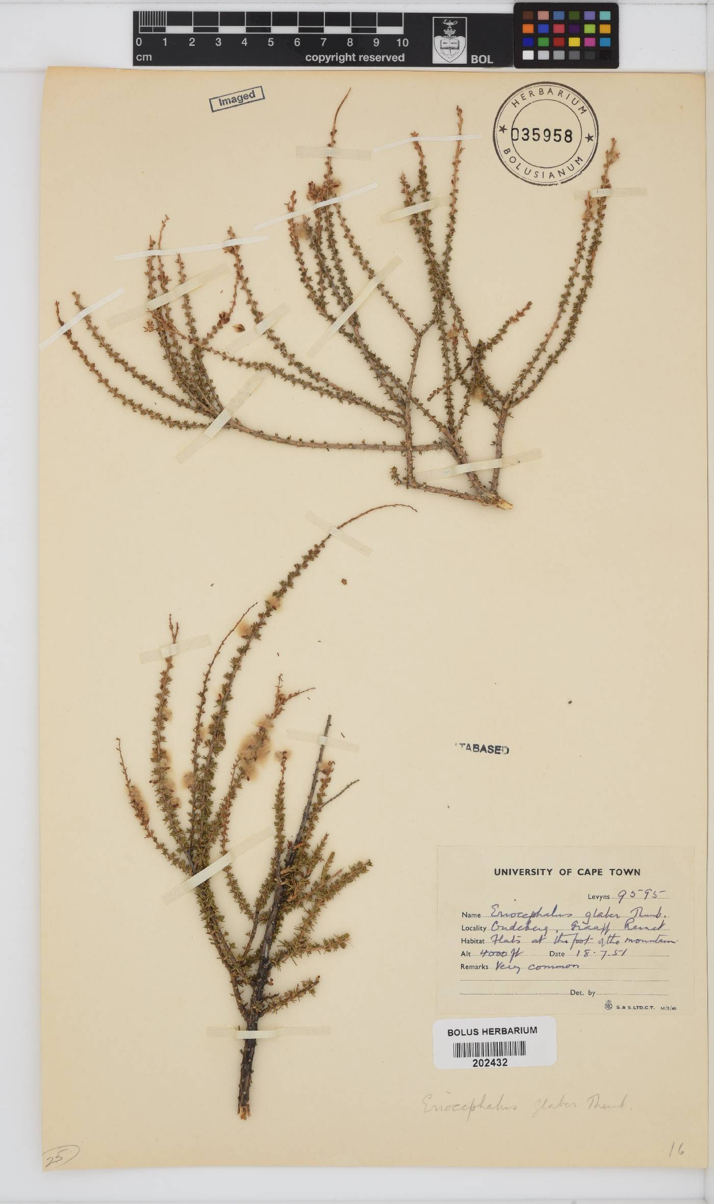 Eriocephalus ericoides image