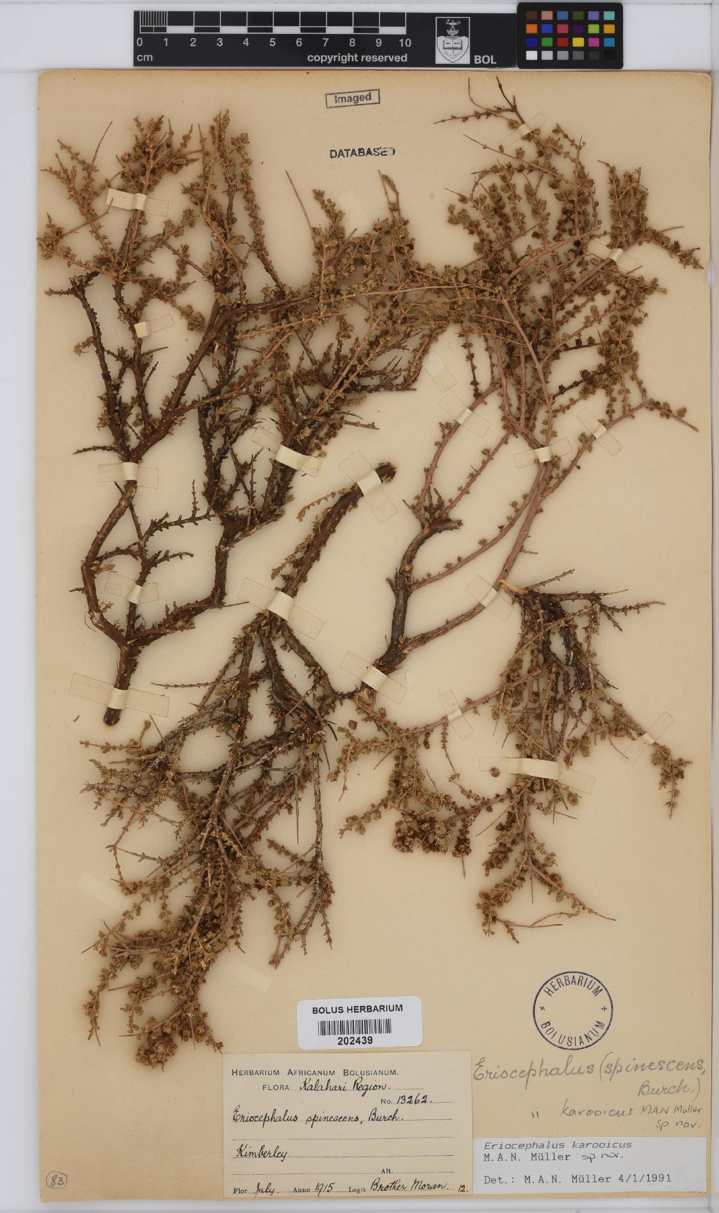 Eriocephalus karooicus image