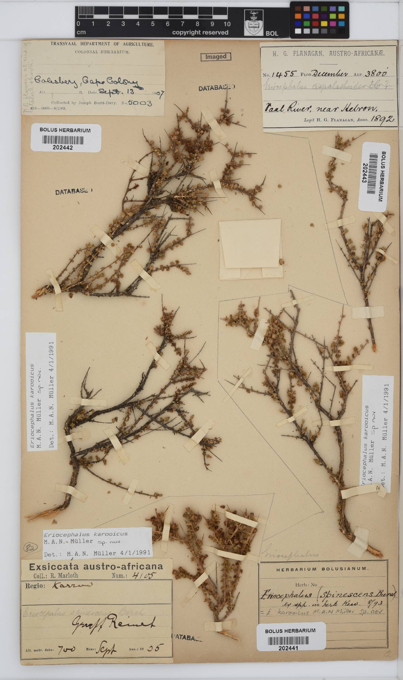 Eriocephalus karooicus image