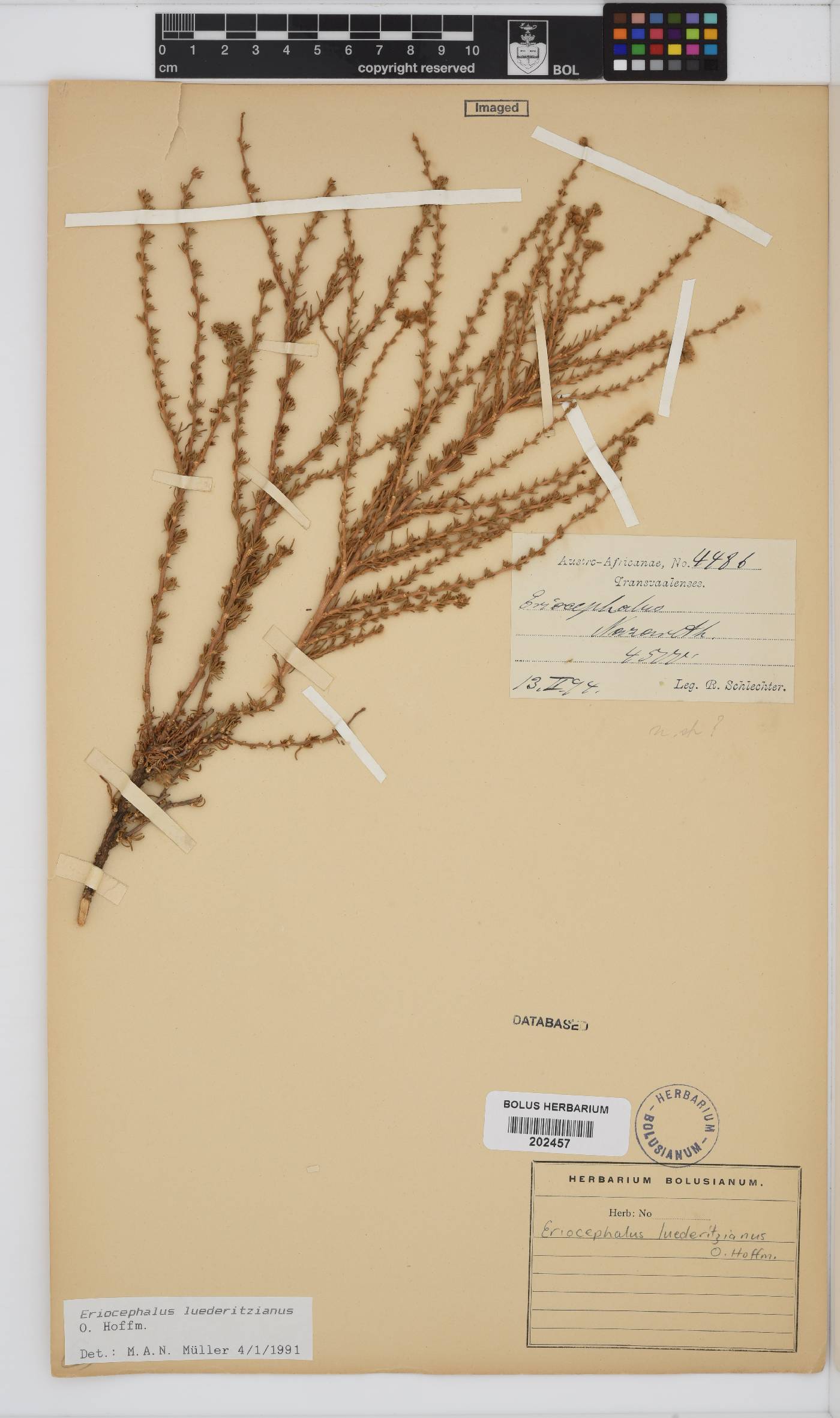 Eriocephalus luederitzianus image