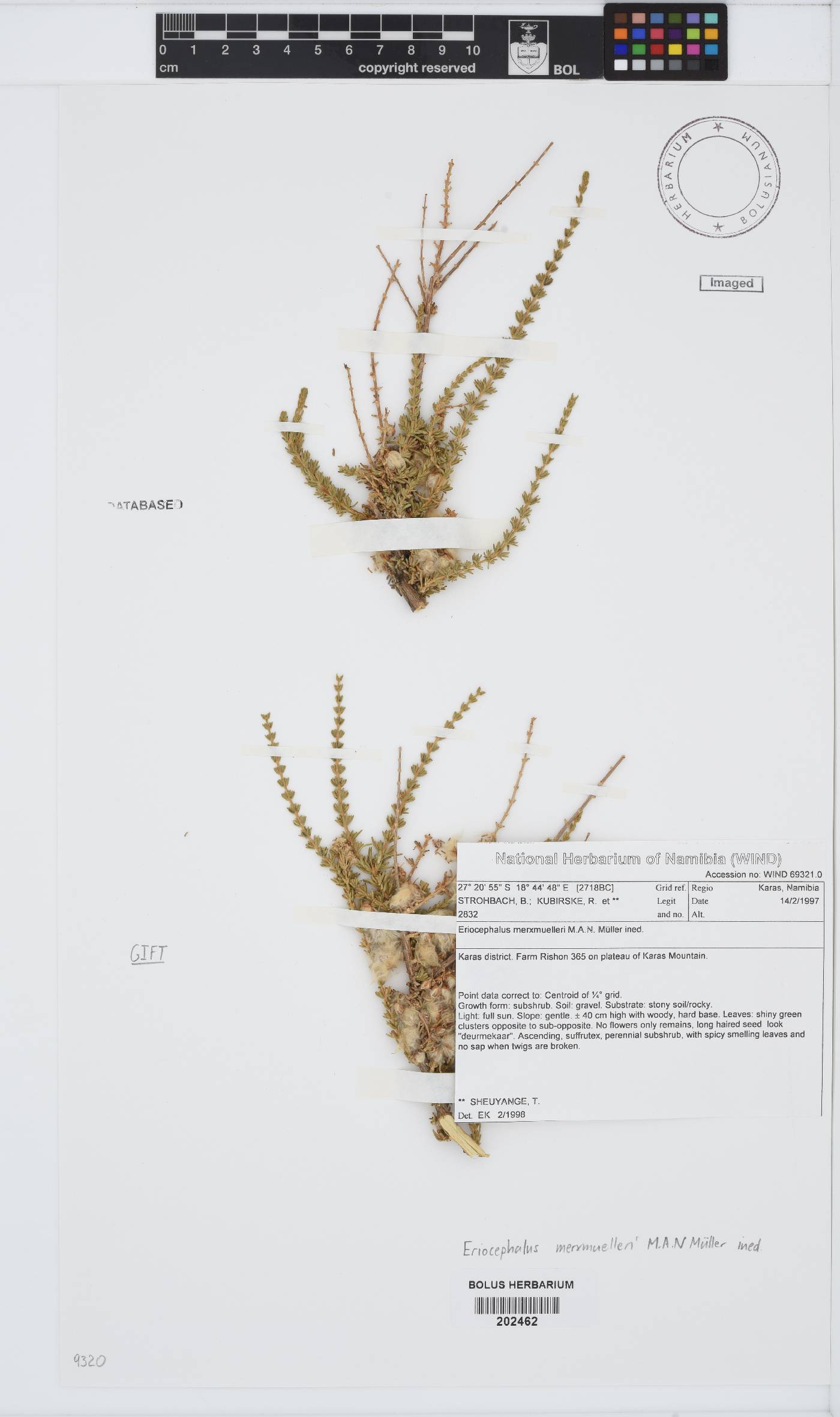 Eriocephalus merxmuelleri image