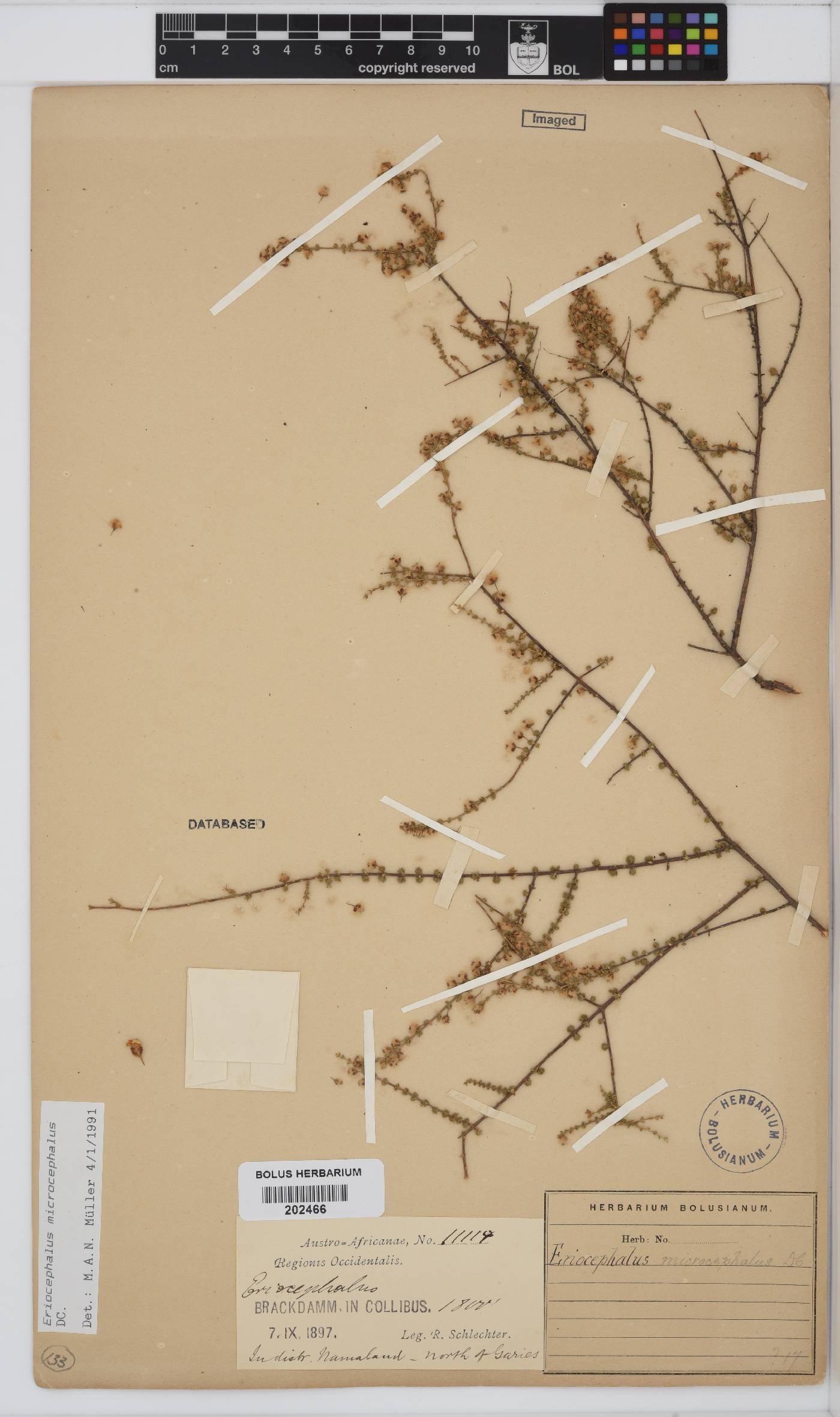 Eriocephalus microphyllus var. microphyllus image