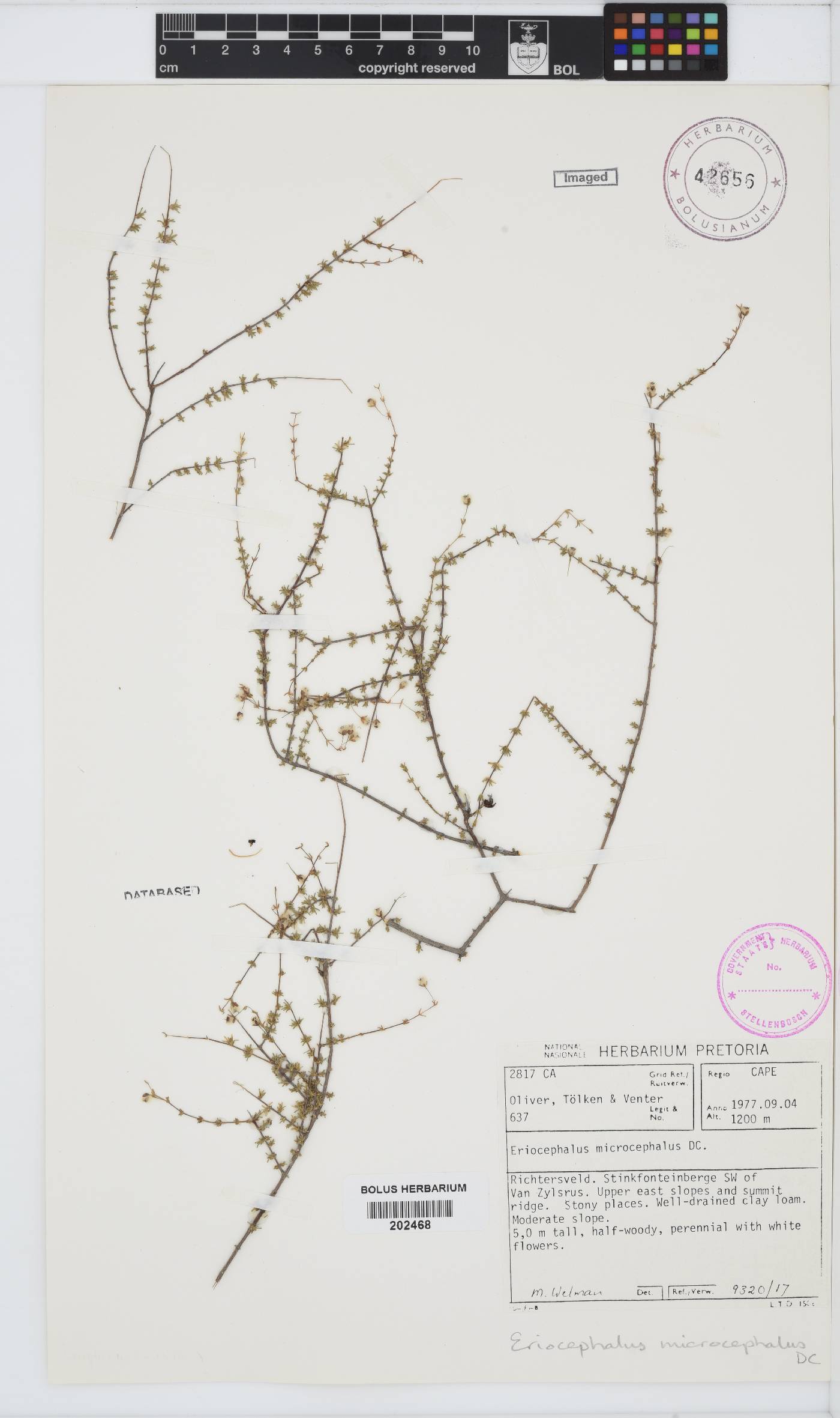 Eriocephalus microphyllus var. microphyllus image