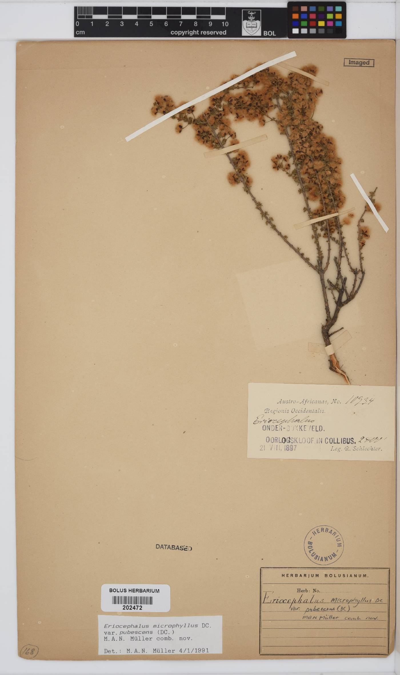 Eriocephalus microphyllus var. pubescens image