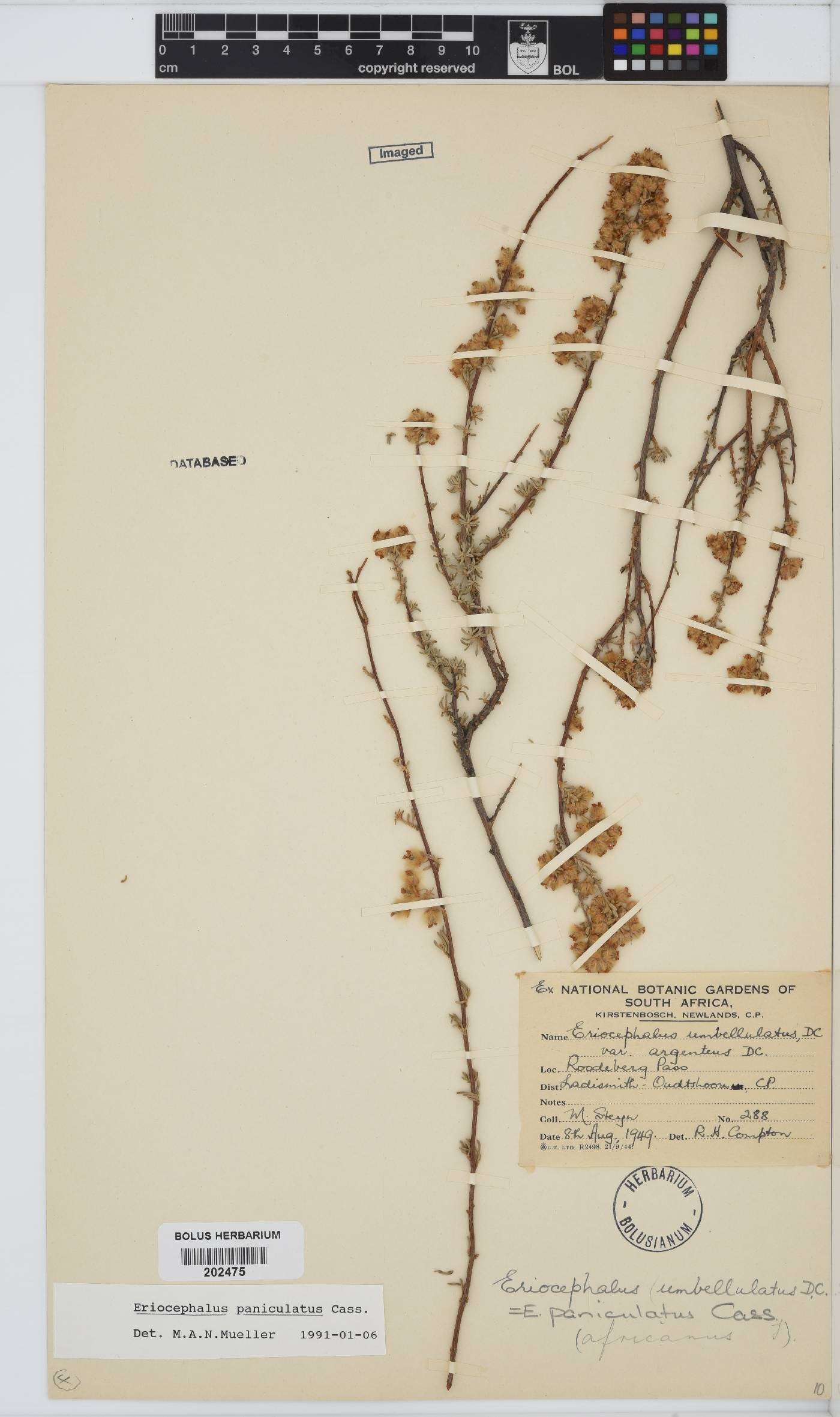 Eriocephalus africanus image