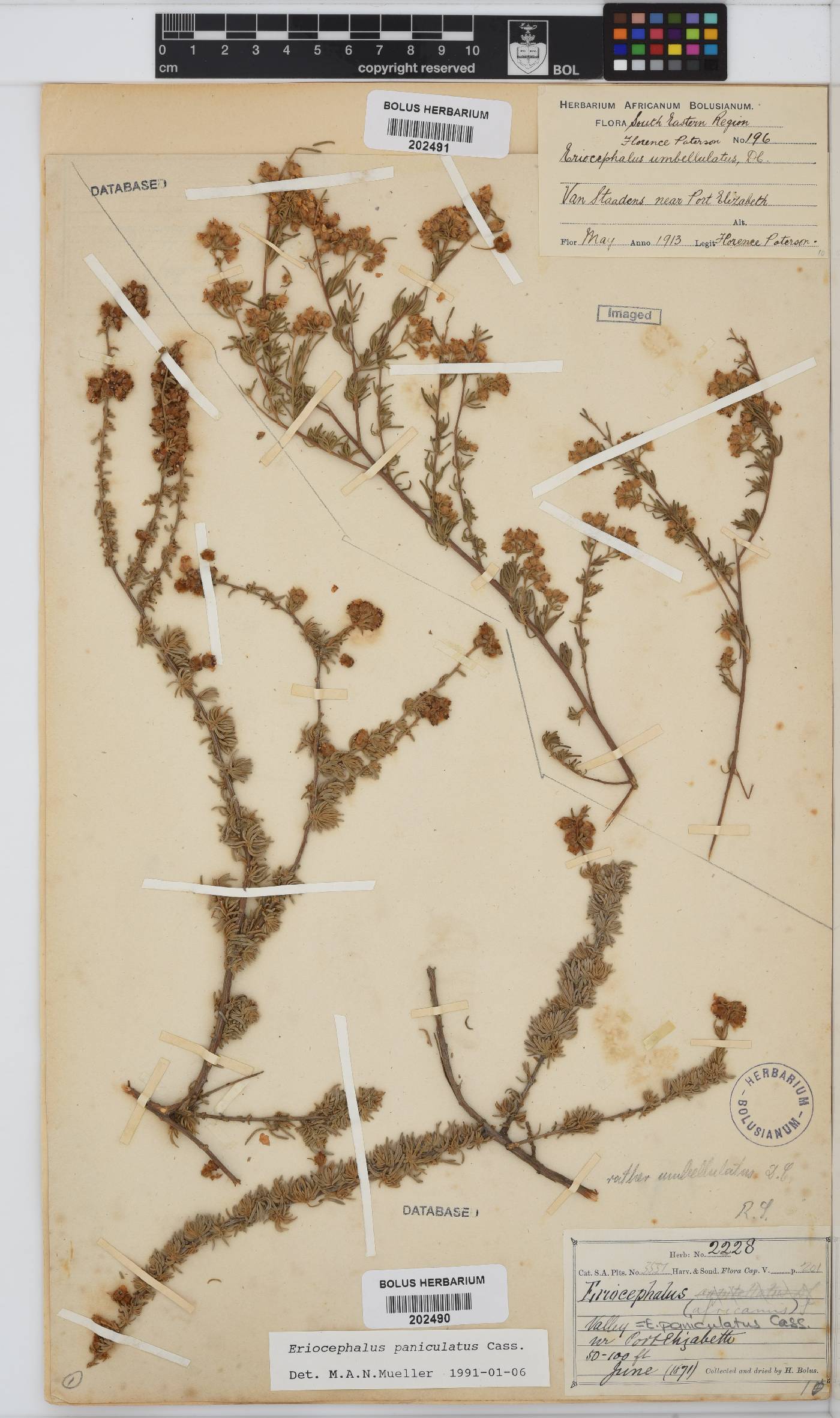 Eriocephalus africanus var. paniculatus image