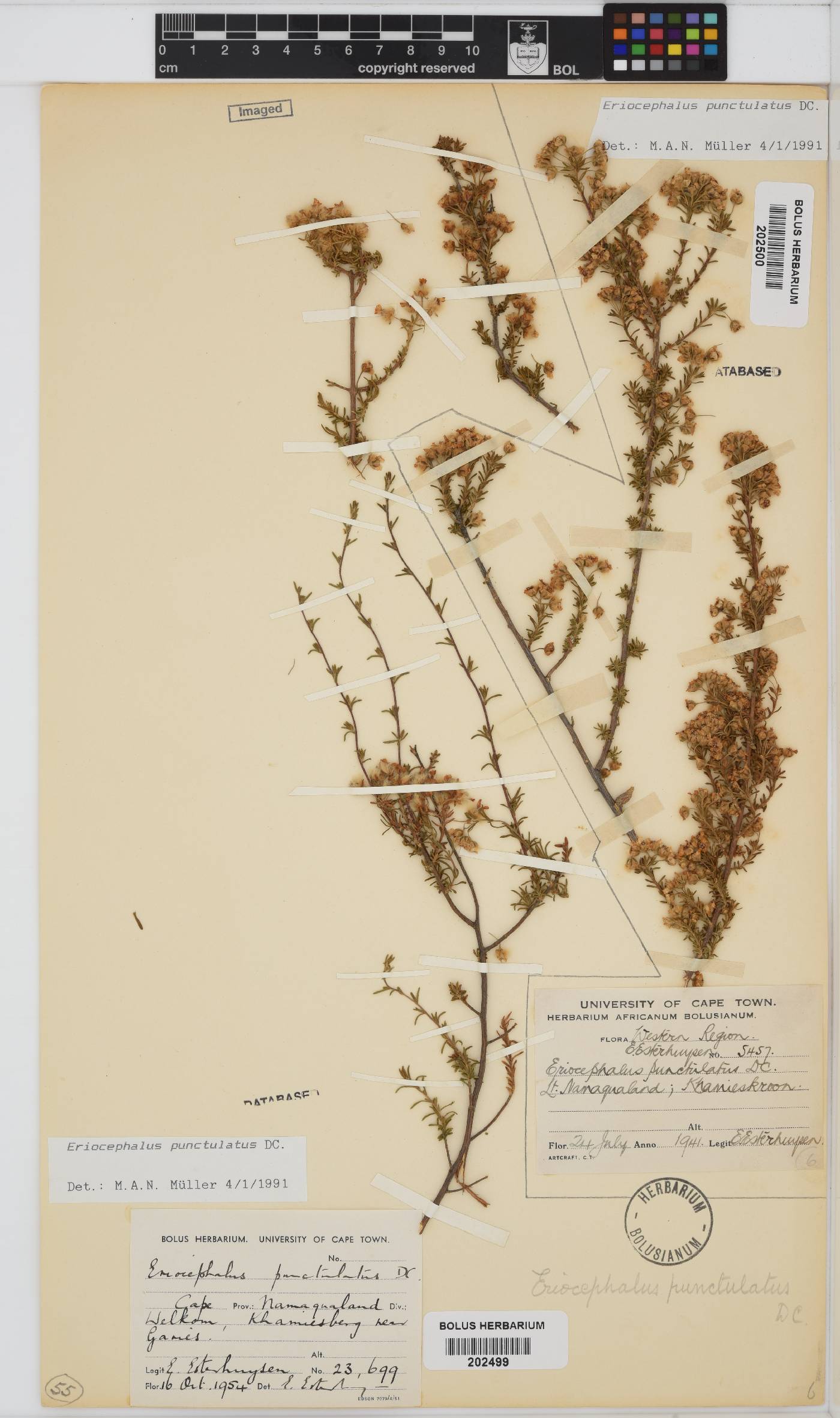 Eriocephalus punctulatus image