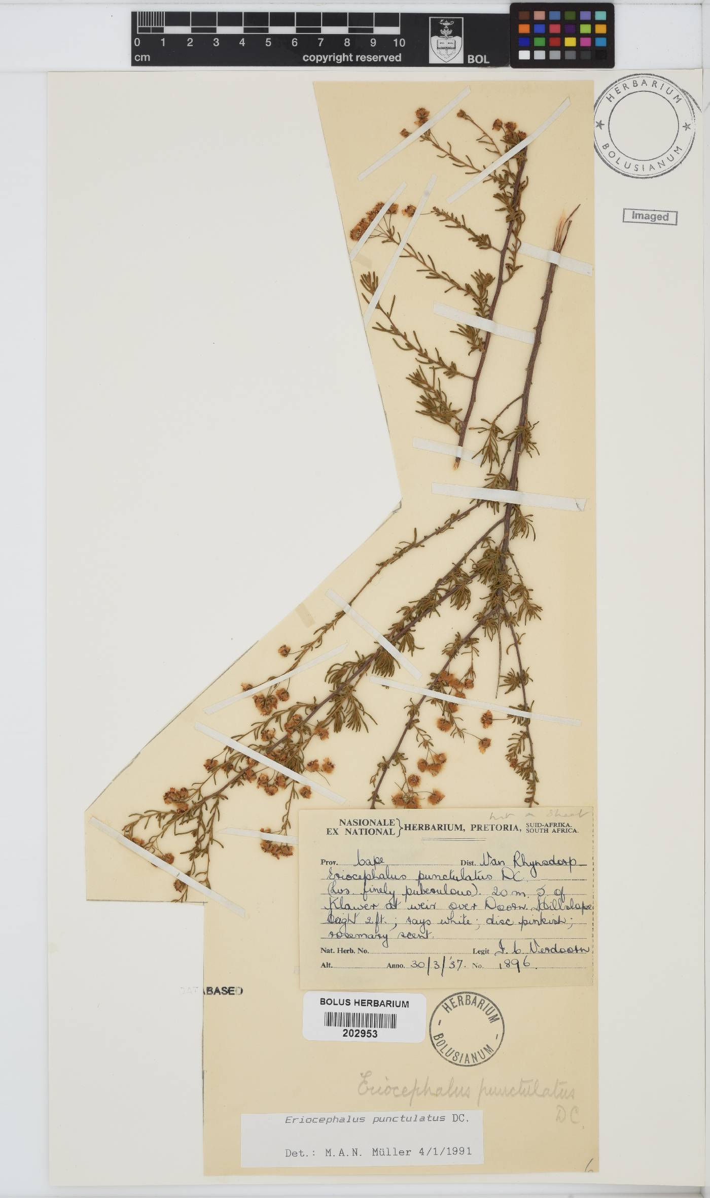 Eriocephalus punctulatus image