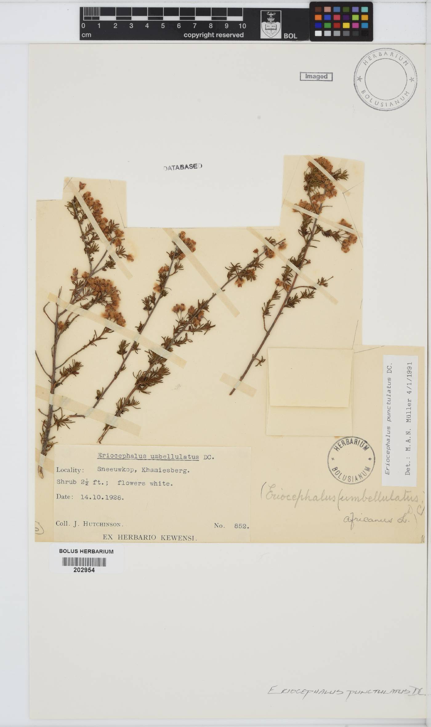 Eriocephalus punctulatus image