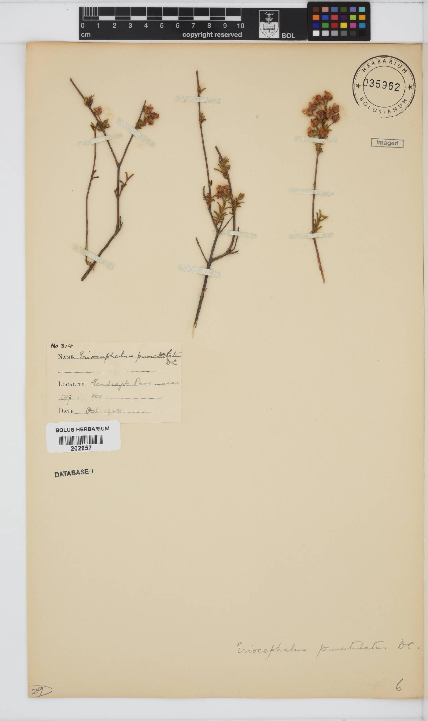 Eriocephalus punctulatus image