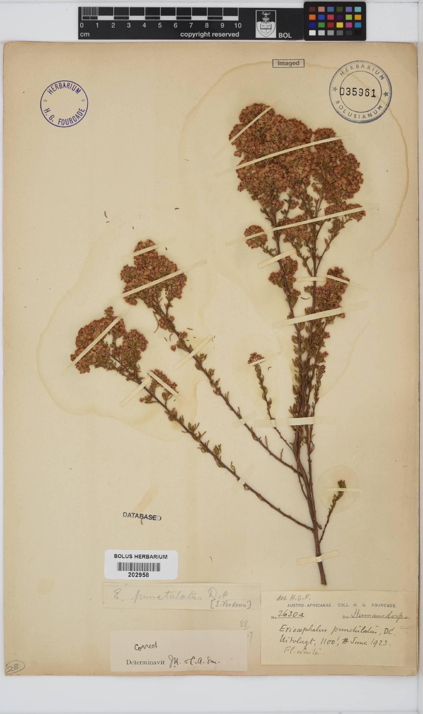 Eriocephalus punctulatus image