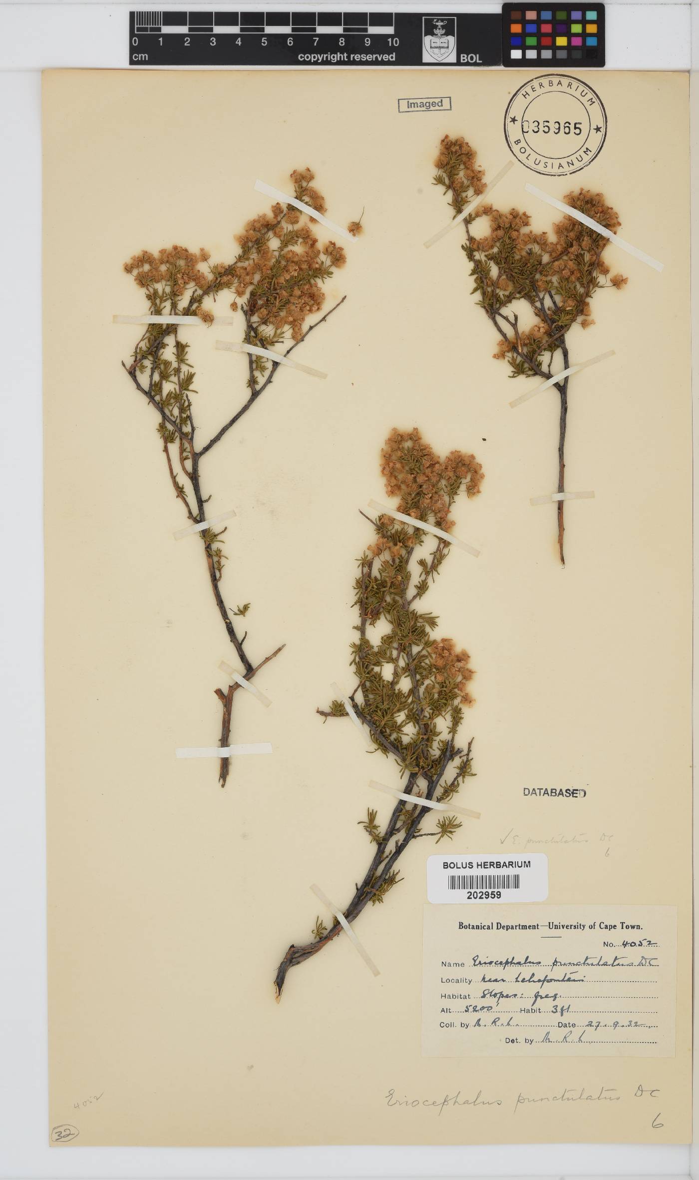 Eriocephalus punctulatus image