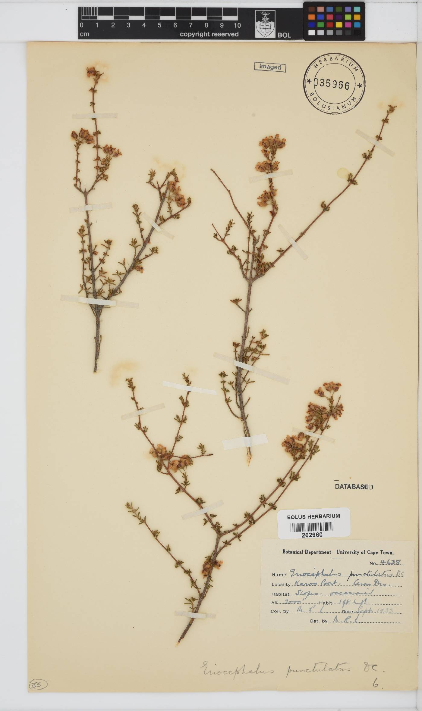 Eriocephalus punctulatus image