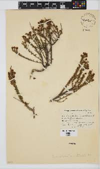Eriocephalus africanus var. paniculatus image