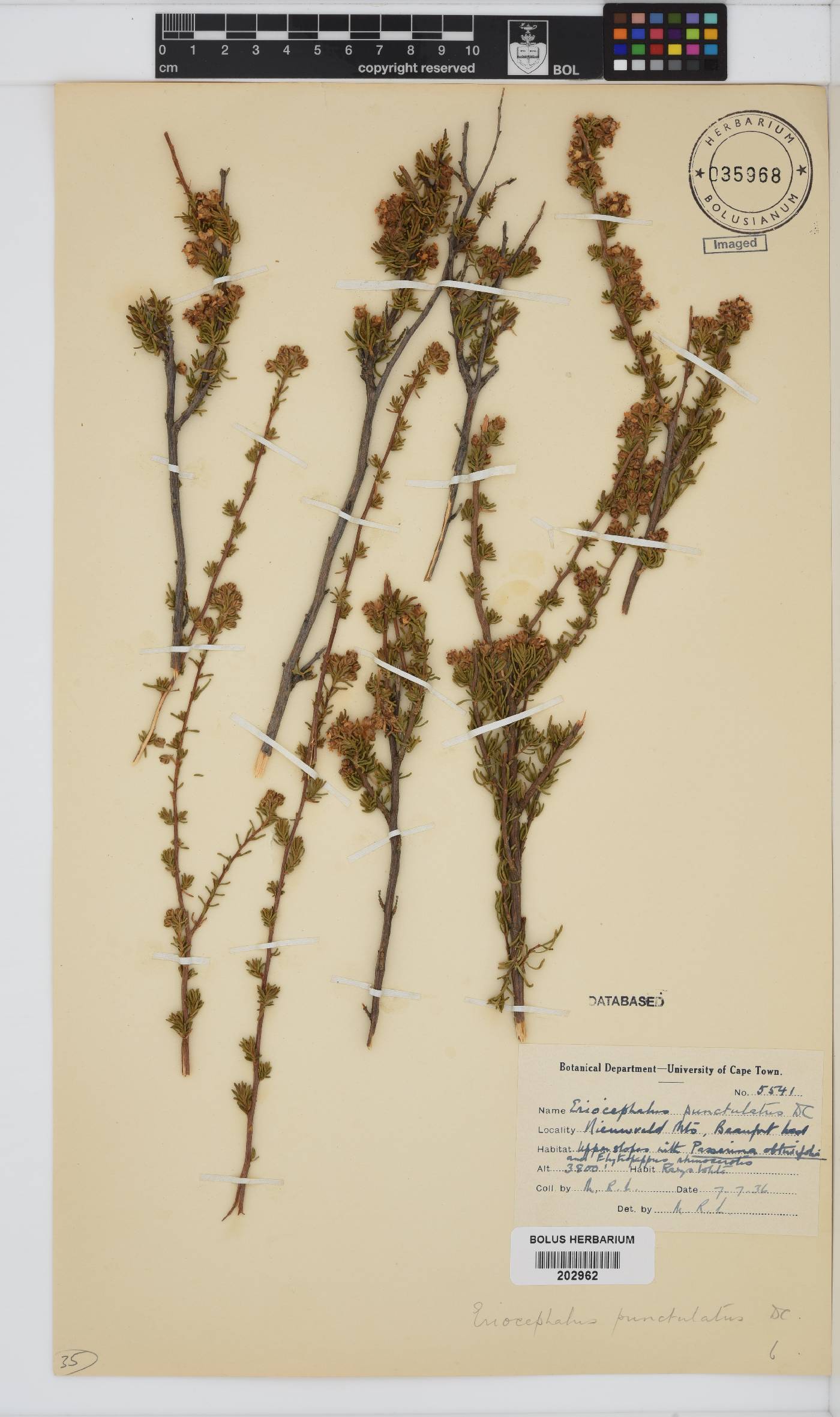 Eriocephalus punctulatus image