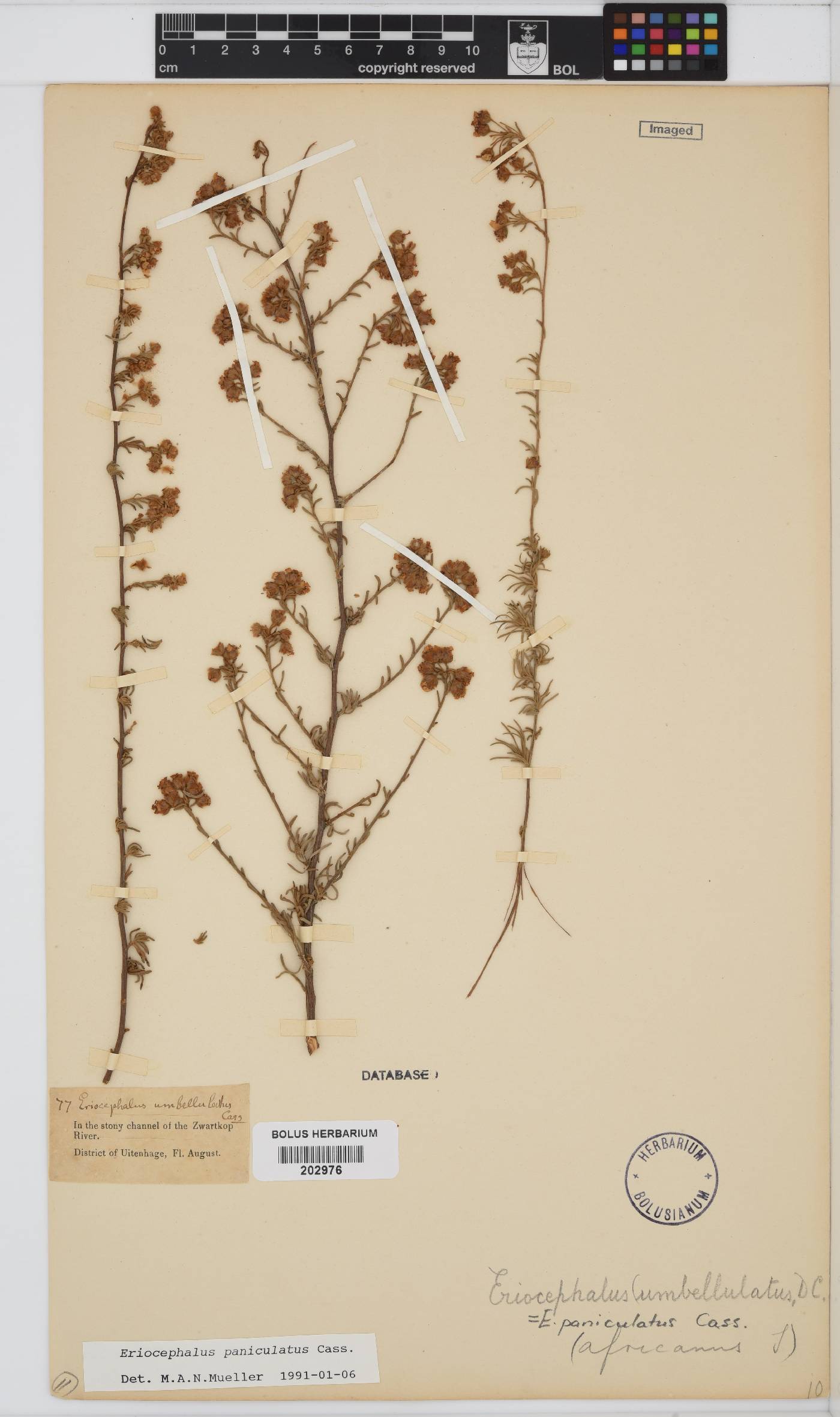 Eriocephalus africanus var. paniculatus image