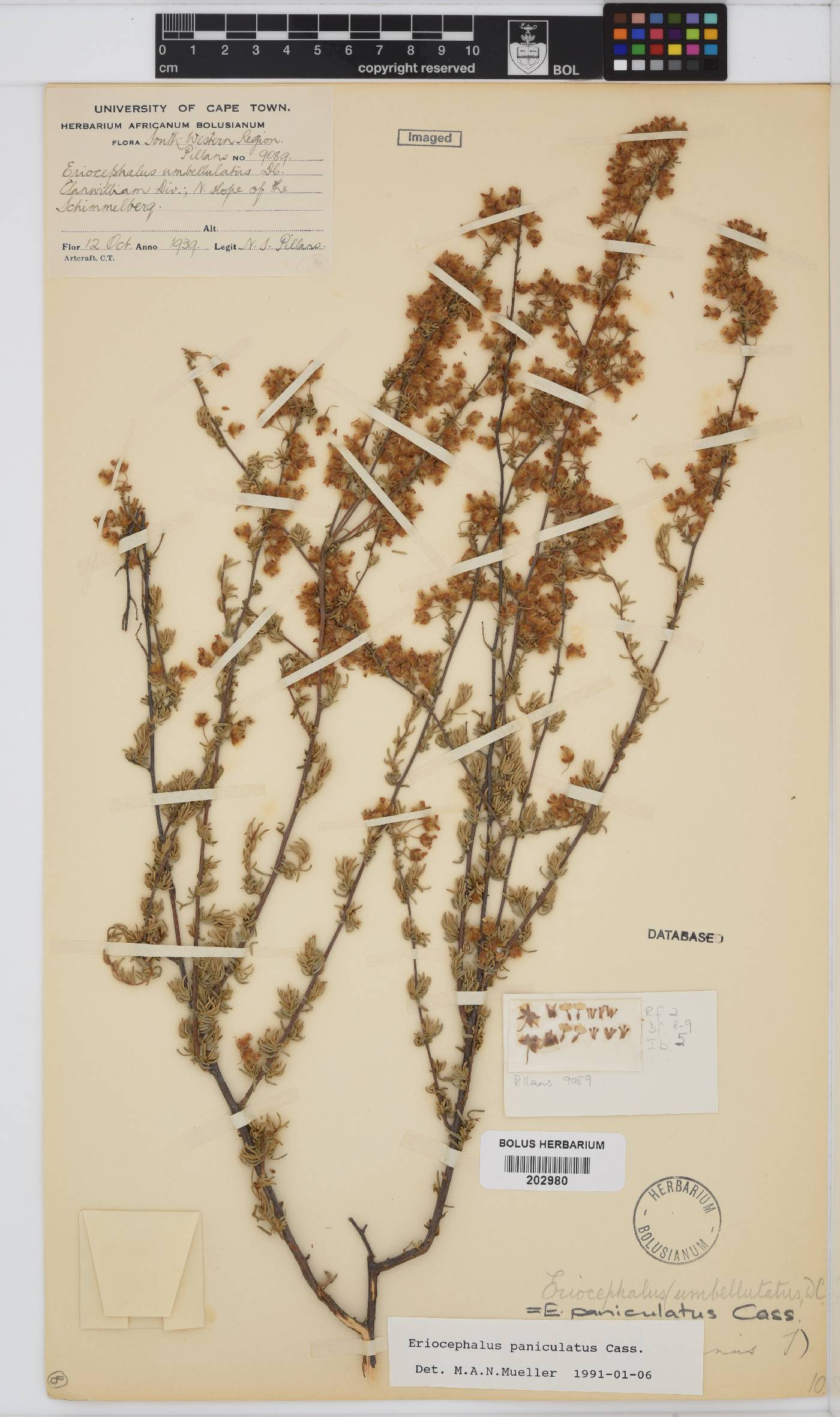 Eriocephalus africanus var. paniculatus image