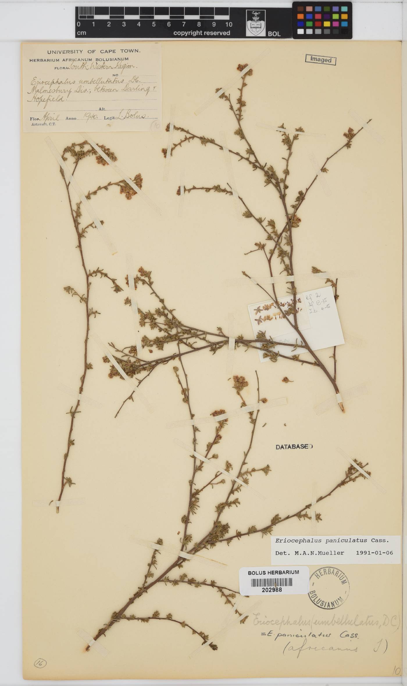 Eriocephalus africanus var. paniculatus image