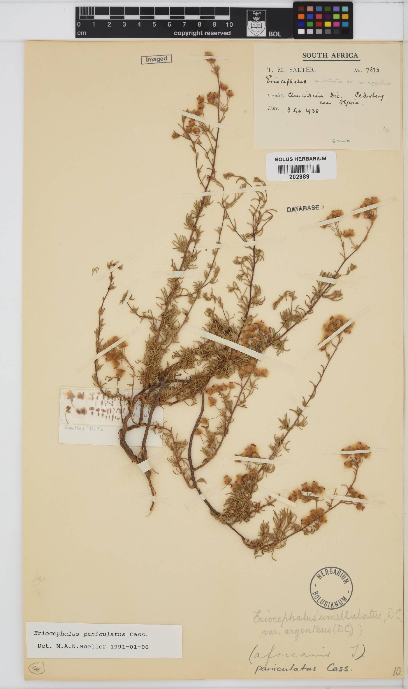 Eriocephalus africanus var. paniculatus image