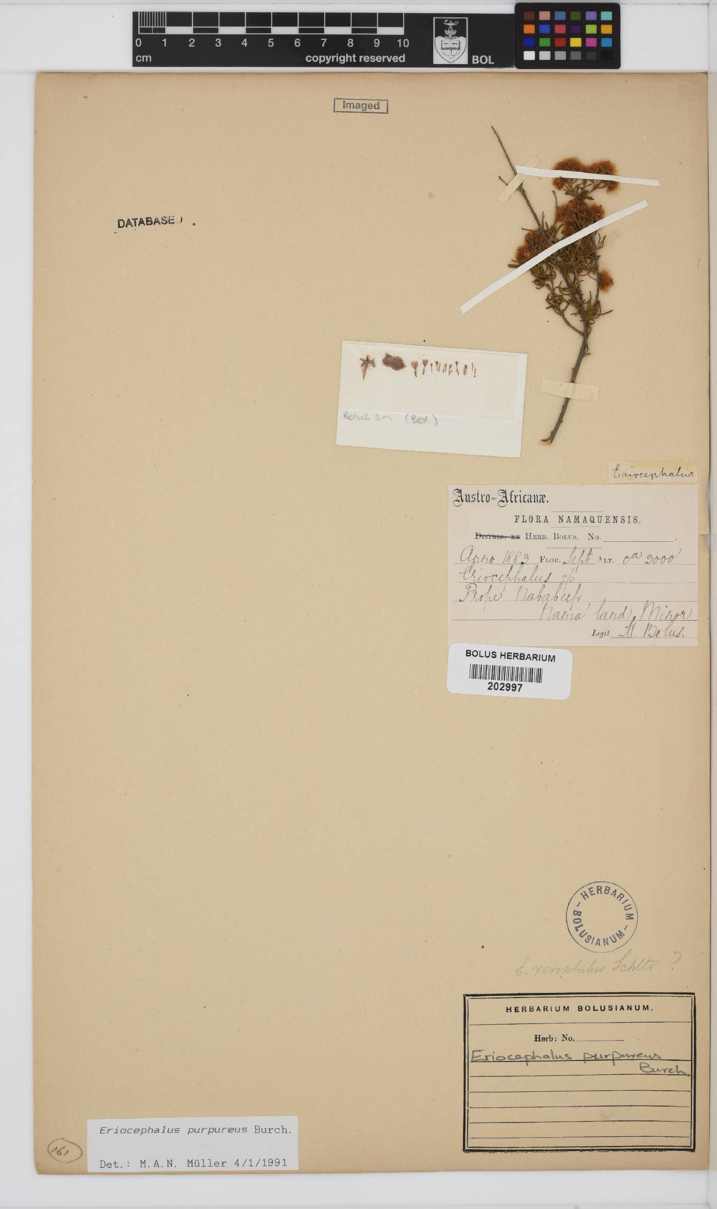 Eriocephalus purpureus image