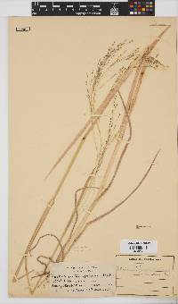 Panicum kalaharense image