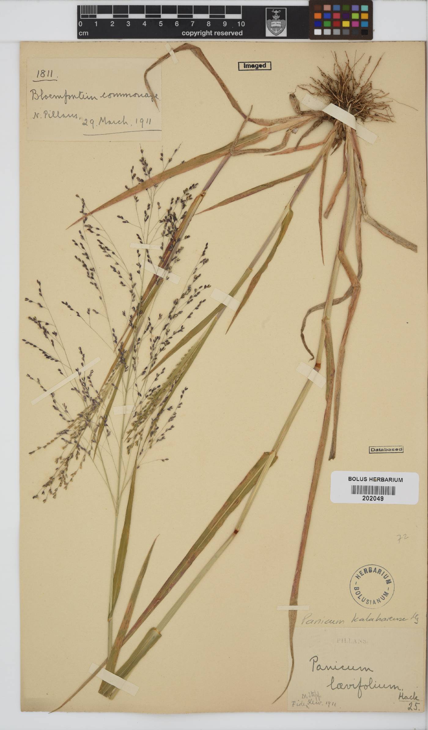 Panicum image