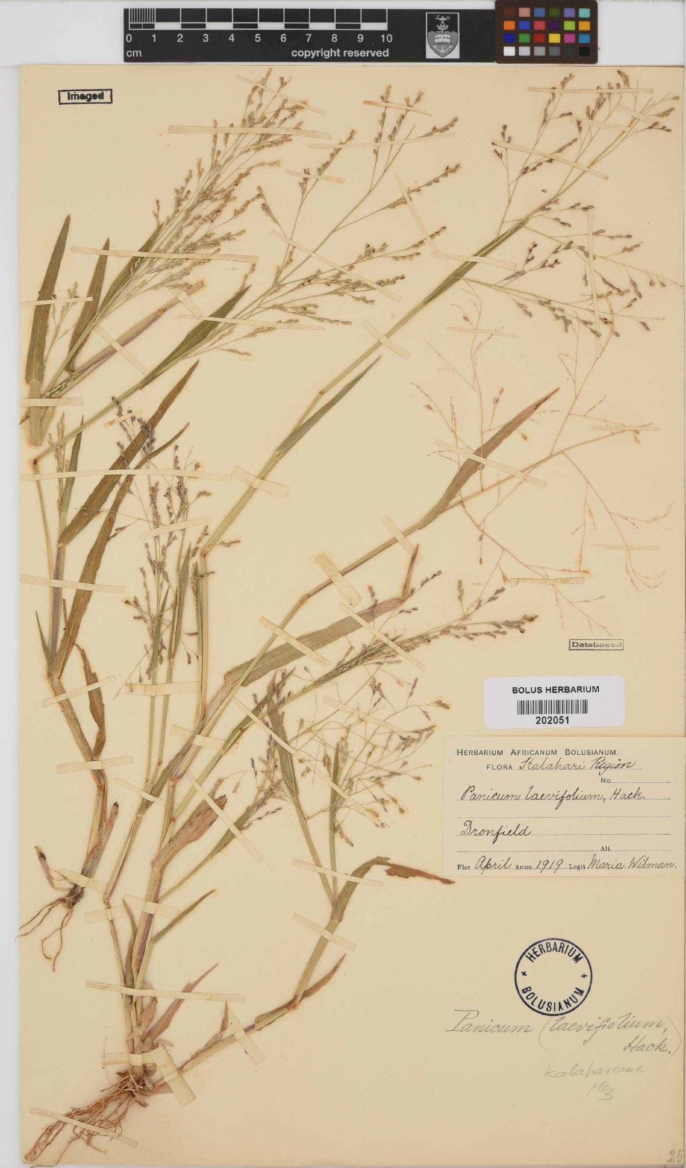 Panicum kalaharense image