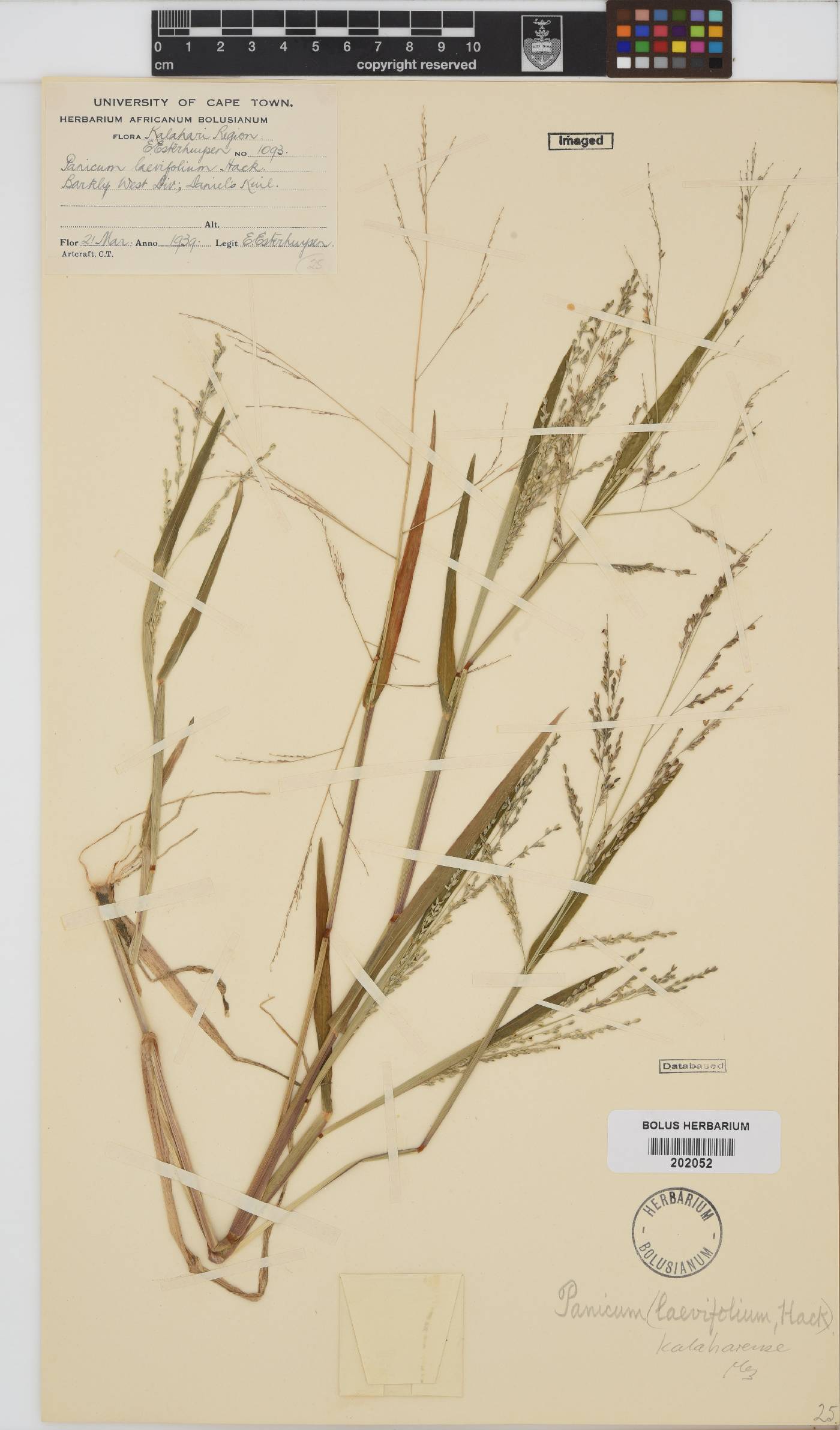 Panicum image