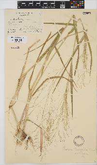 Panicum kalaharense image