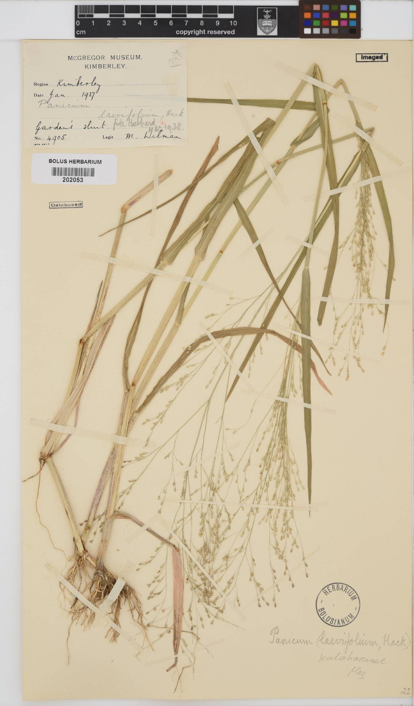 Panicum kalaharense image