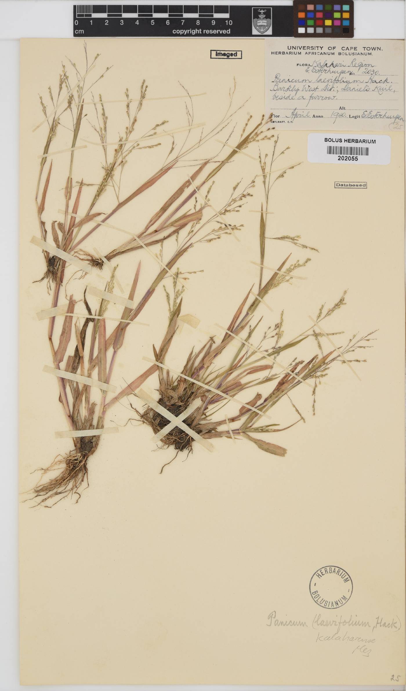 Panicum kalaharense image