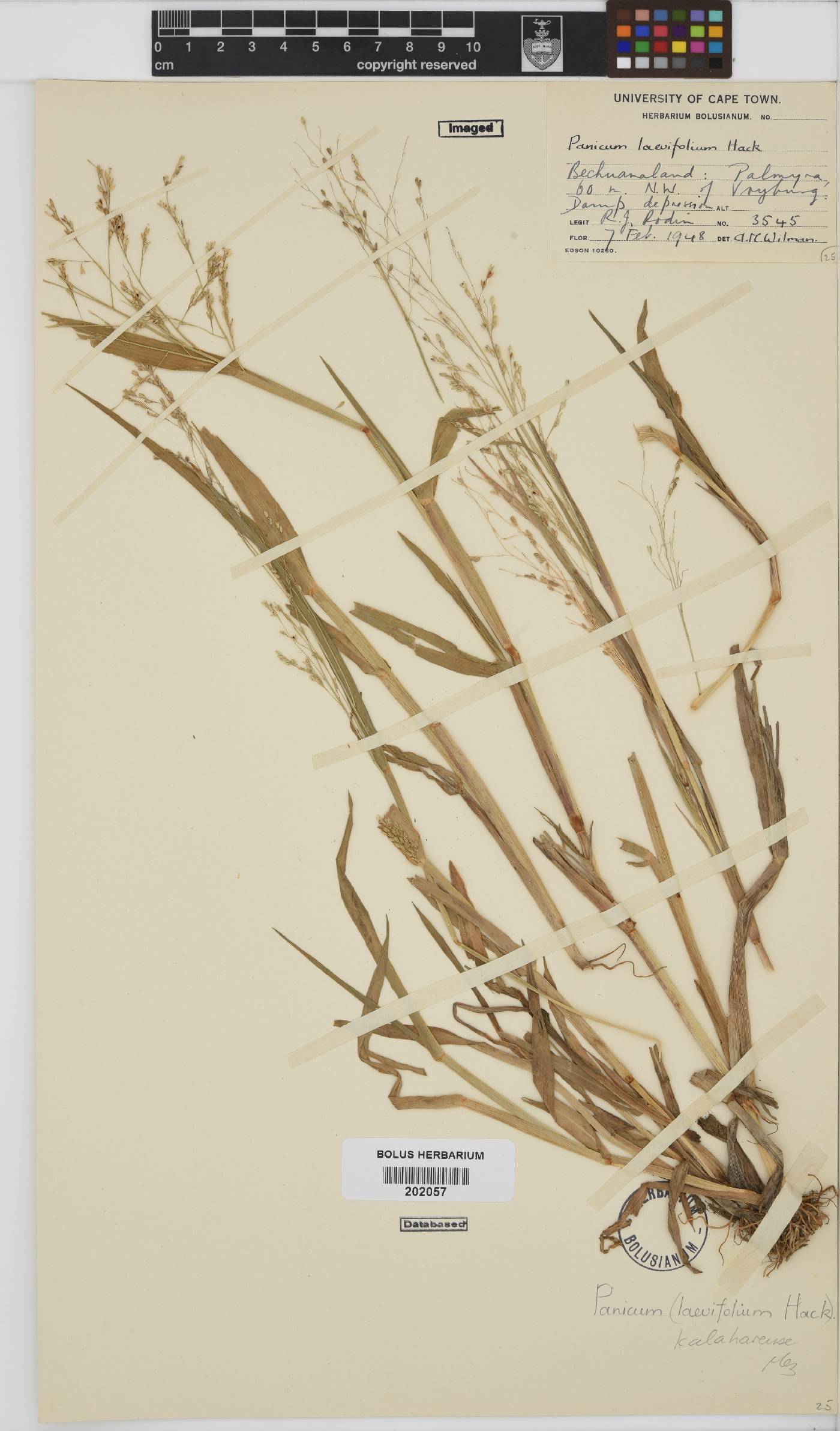 Panicum kalaharense image