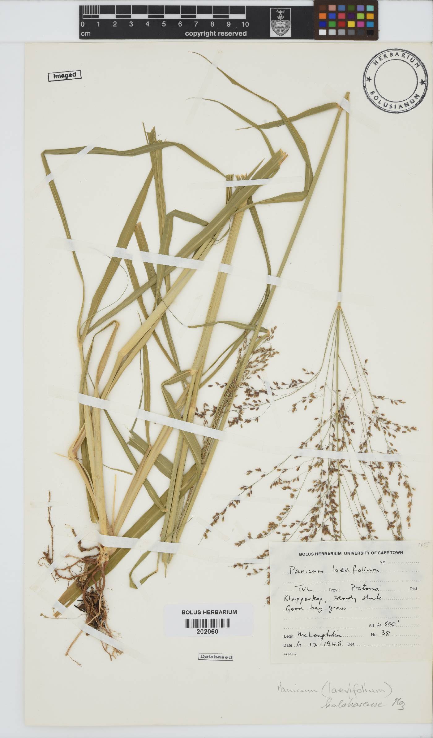 Panicum kalaharense image