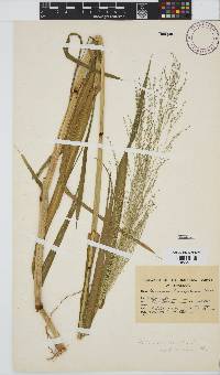 Panicum kalaharense image