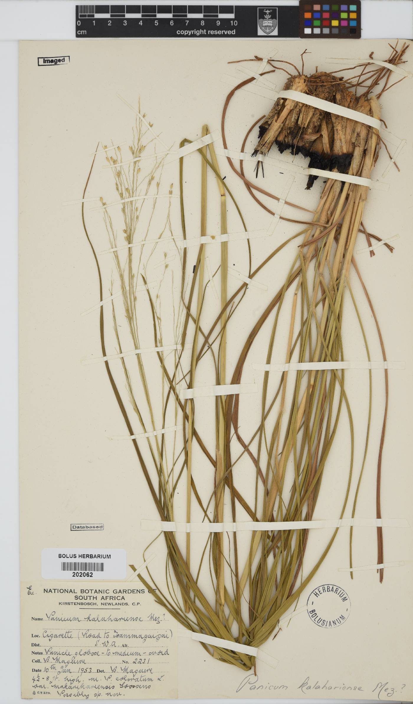 Panicum kalaharense image