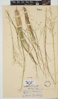 Panicum kalaharense image