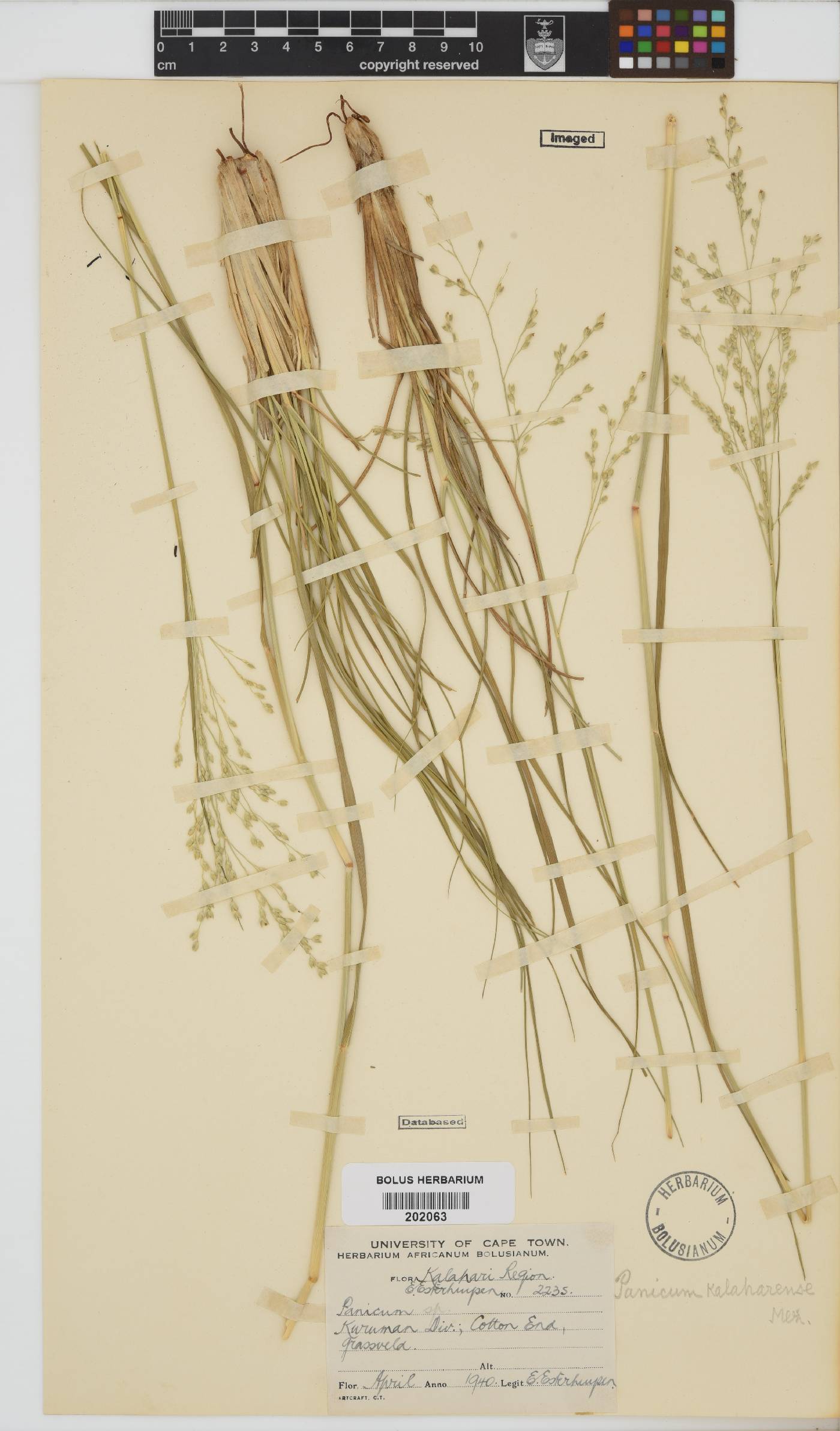 Panicum kalaharense image