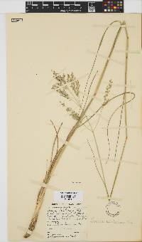 Panicum kalaharense image