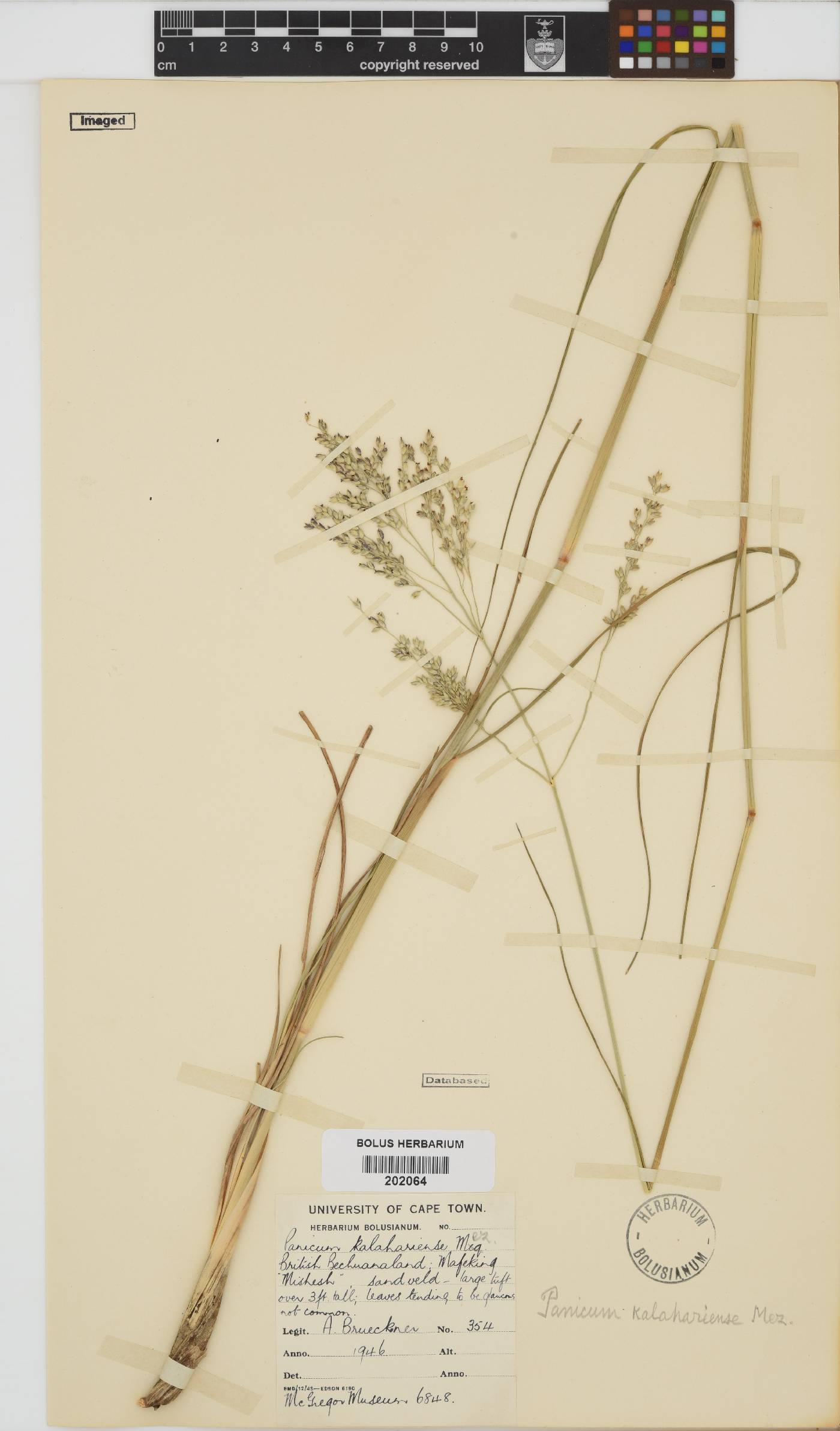 Panicum kalaharense image