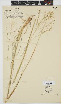 Panicum kalaharense image