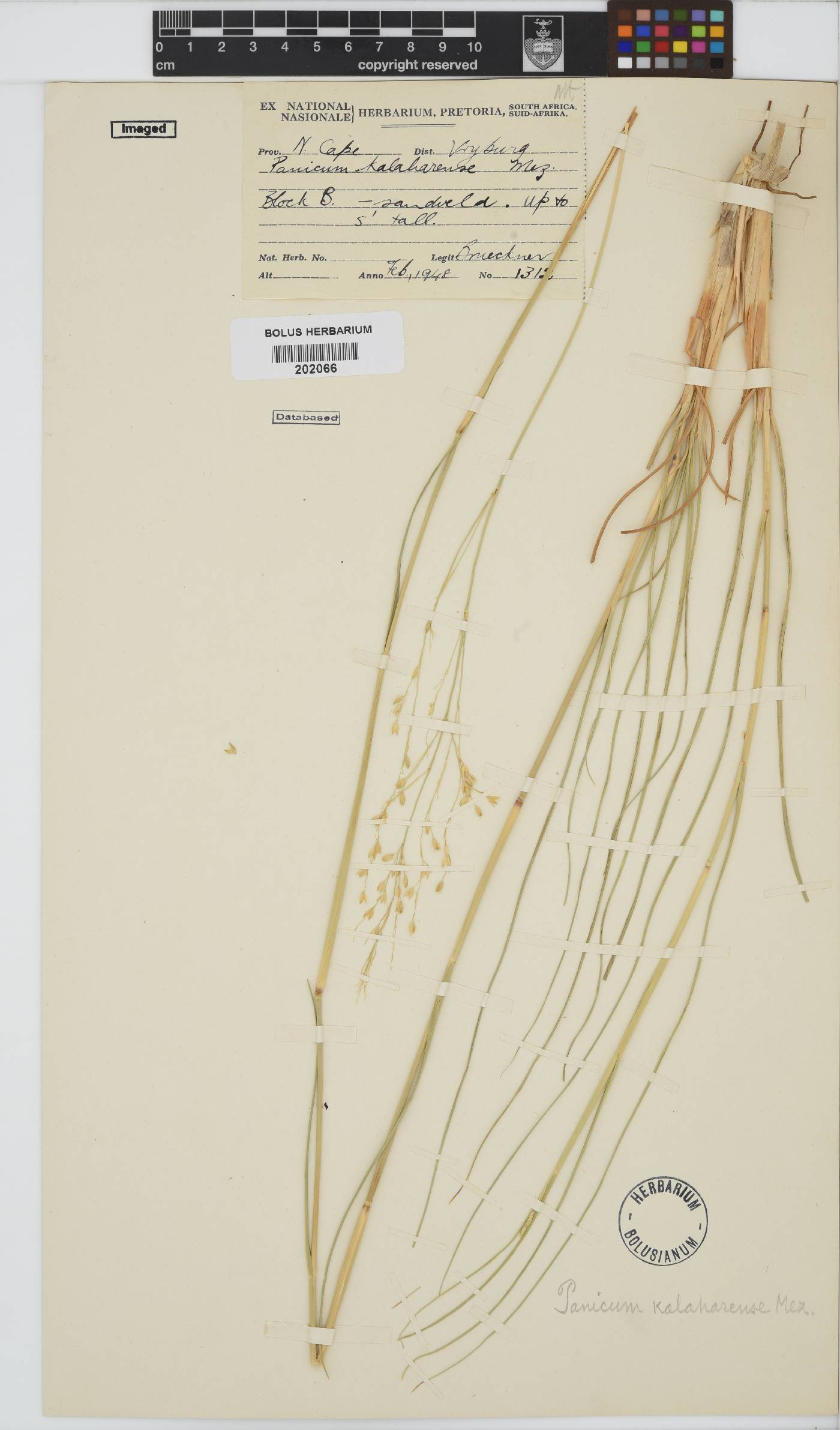 Panicum kalaharense image