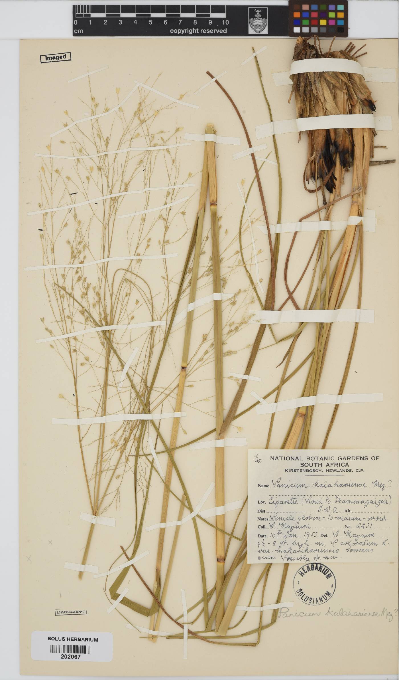 Panicum kalaharense image